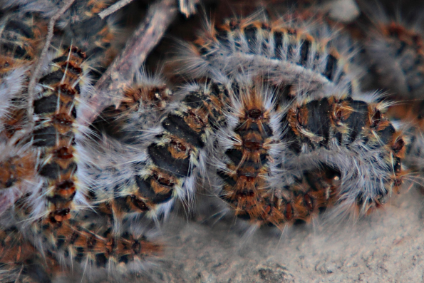 Thaumetopoea pityocampa? - Si